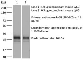 InVivoMAb anti-mouse Ly6G/Ly6C (Gr-1) | Bio X Cell