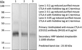 InVivoMAb anti-mouse CTLA-4 (CD152, Clone: 9H10) | Bio X Cell