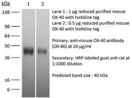 bioxcell-be0031-invivomab-anti