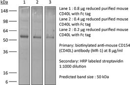 InVivoPlus anti-mouse CD40L (CD154) | Bio X Cell