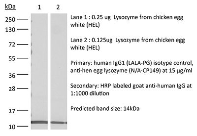 早割クーポン！ human RecombiMAb IgG1 anti-hen control, isotype (LALA-PG) 仏教