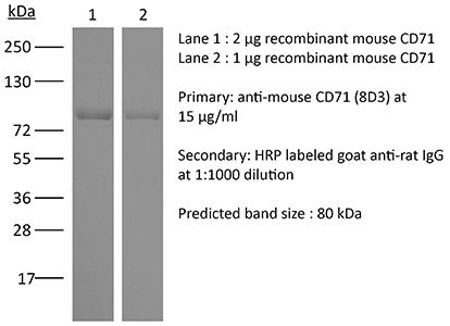 InVivoPlus anti-mouse CD71 (TfR1) | Bio X Cell