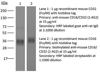InVivoMAb anti-mouse CD16/CD32 | Bio X Cell