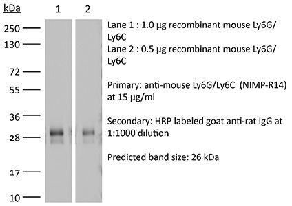 InVivoMAb anti-mouse Ly6G/Ly6C | Bio X Cell