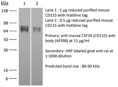 注文割引 | (CD115) CSF1R anti-mouse InVivoPlus Bio Cell X 洋書