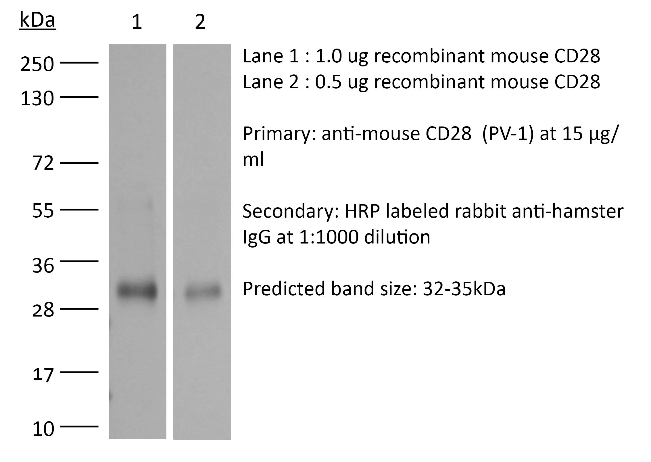 InVivoMAb anti-mouse CD28 | Bio X Cell