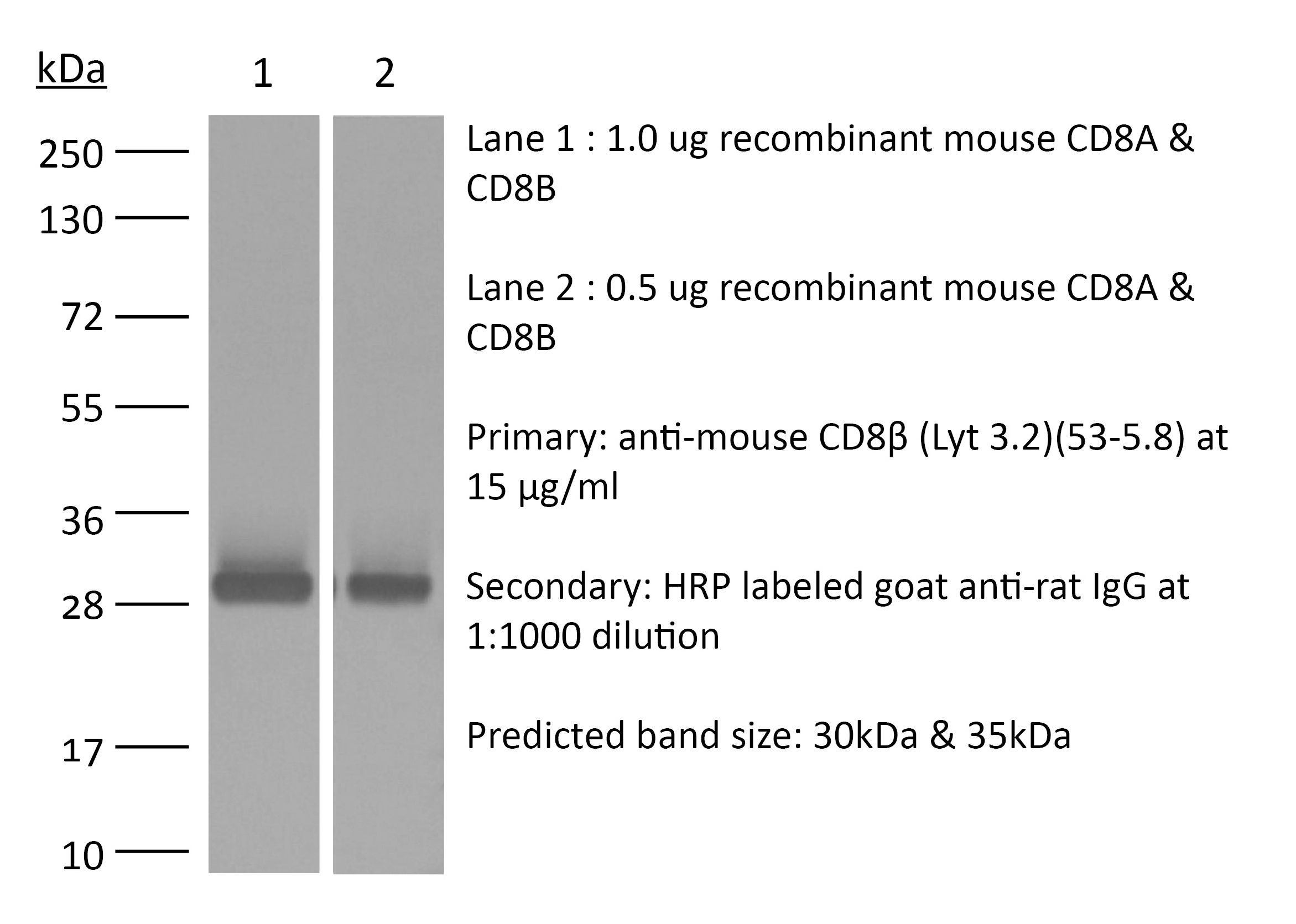 InVivoMAb anti-mouse CD8β (Lyt 3.2) | Bio X Cell