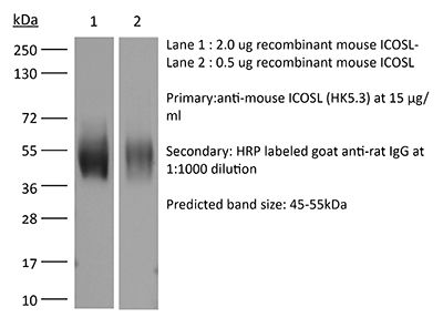 InVivoMAb anti-mouse ICOSL (CD275) | Bio X Cell