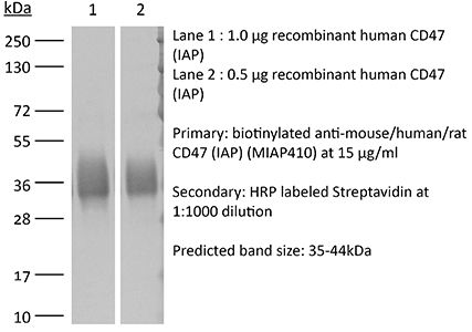 InVivoMAb anti-mouse/human/rat CD47 (IAP) | Bio X Cell