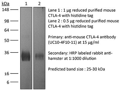 InVivoPlus anti-mouse CTLA-4 (CD152, UC10-4F10-11) | Bio X Cell