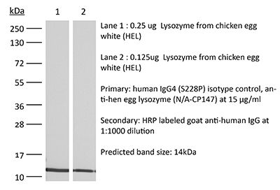 RecombiMAb human IgG4 (S228P) isotype control, anti-hen egg