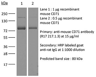 InVivoMAb anti-mouse CD71 (TfR1) | Bio X Cell