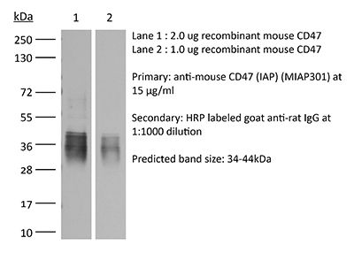 InVivoMAb anti-mouse CD47 (IAP) | Bio X Cell