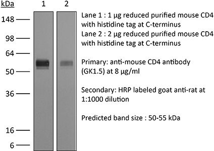 InVivoPlus anti-mouse CD4 (Clone: GK1.5) | Bio X Cell