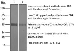 InVivoMAb anti-mouse CD4