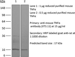 InVivoMAb anti-mouse TNFα