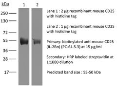 InVivoMAb anti-mouse CD25 (IL-2Rα)