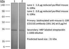 Western Blot