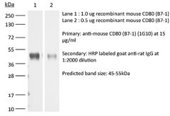 Western Blot