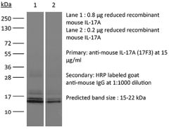 Western Blot