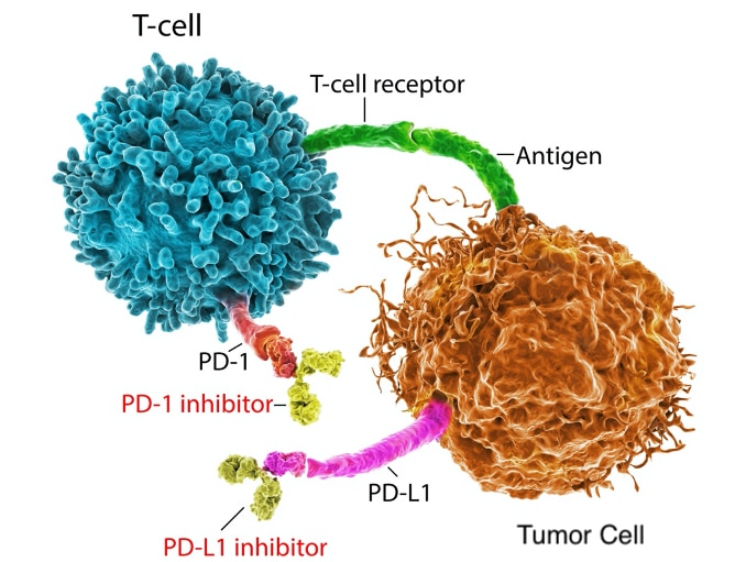 PD1 Antibody Selection Tool | Bio X Cell