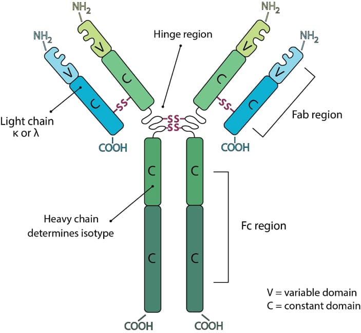 Antibody Structure Bio X Cell   Antibody 1 