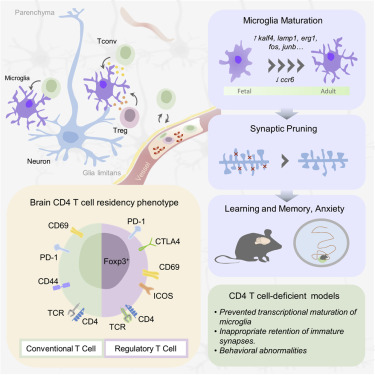 Microglia Require CD4 T Cells to Complete the Fetal-to-Adult TransitionGraphicalAbstract