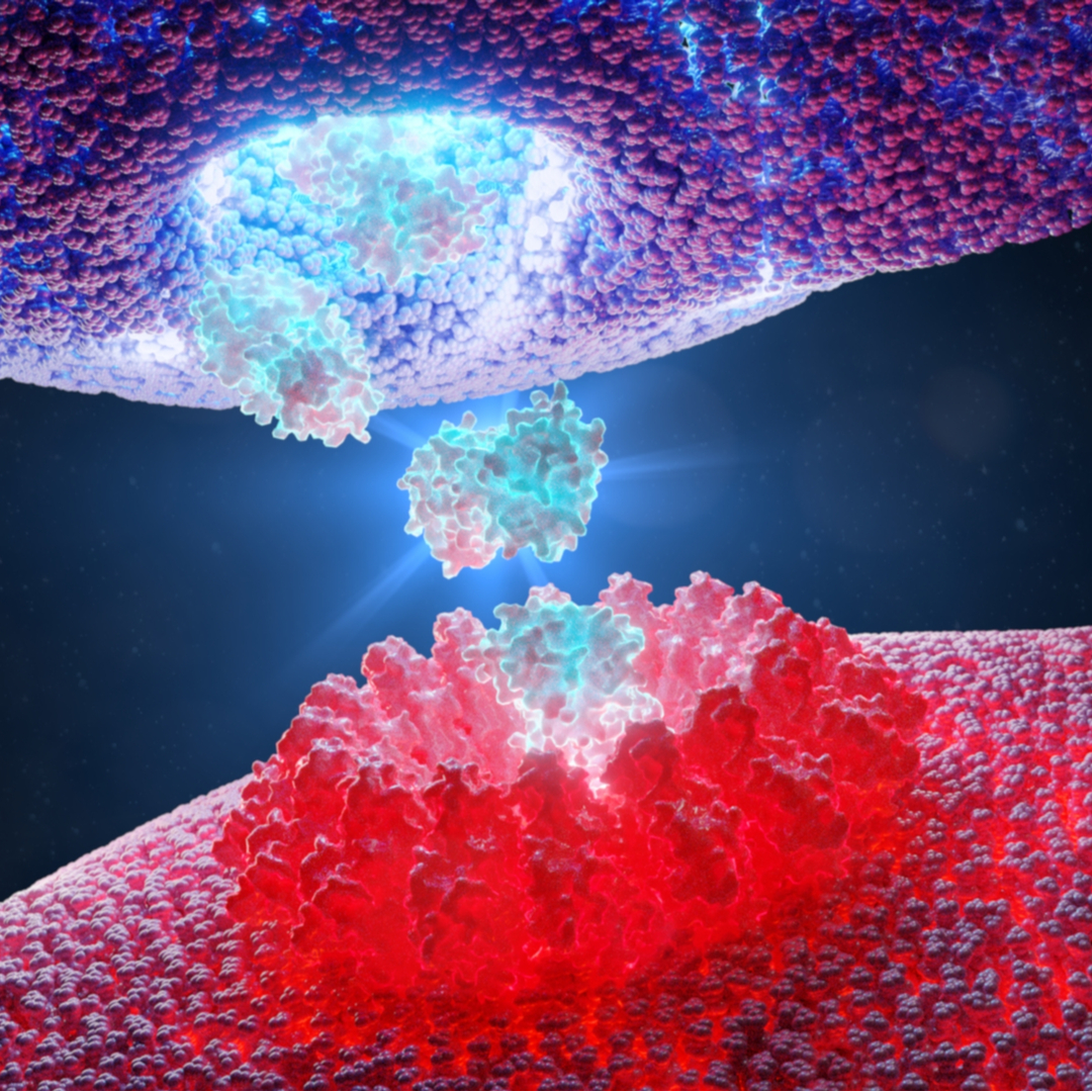 Blockade of the AHR restricts a Treg-macrophage suppressive axis induced by L-Kynurenine