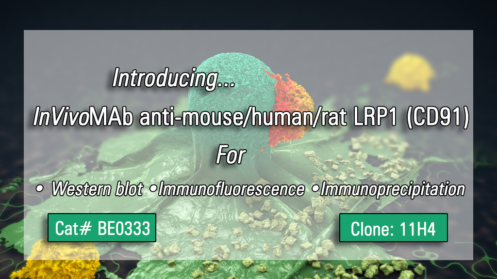 InVivoMAb anti-mouse/human/rat LRP1 (CD91)