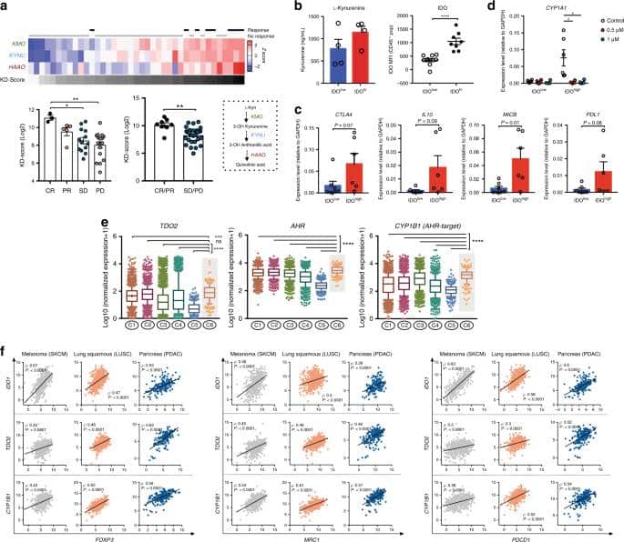 Blockade of the AHR restricts a Treg-macrophage suppressive axis induced by L-Kynurenine