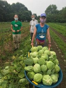 cabbage harvest