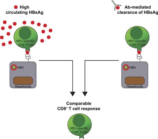 Serum HBsAg clearance has minimal impact on CD8+ T cell responses in mouse models of HBV infection