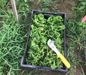 lettuce harvest