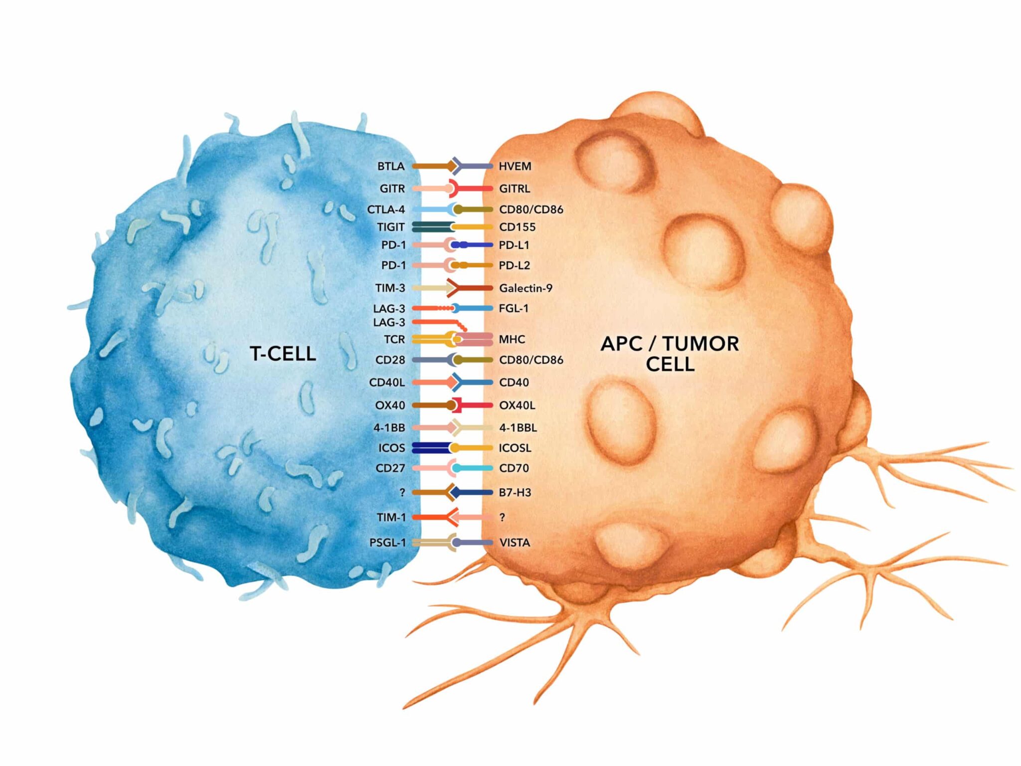 CTLA4 as Immunological Checkpoint in the Development of Multiple