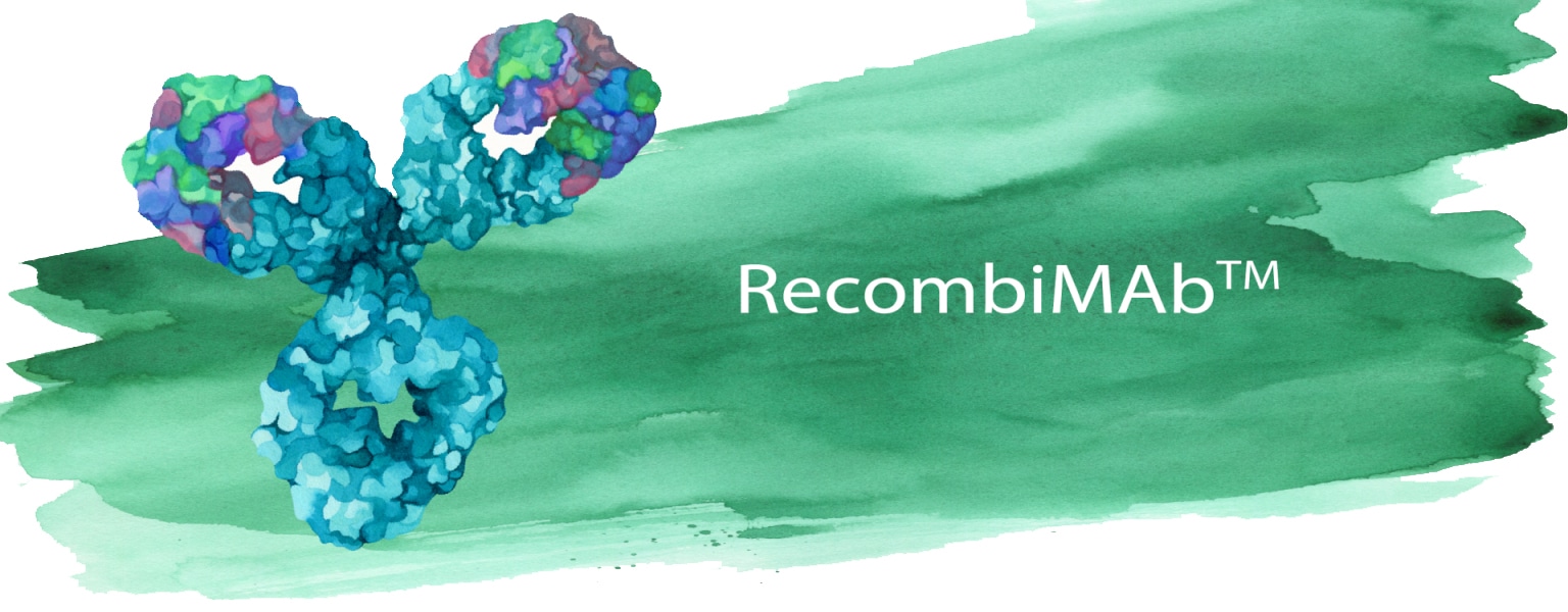 recombinant-antibodies-2-1536x600
