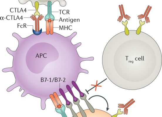 CTLA4-blocking-antibodies-@-figure-3-in-PMID-32433532