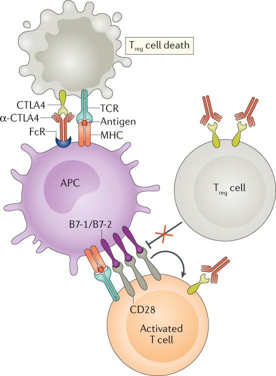 CTLA-4-blocking antibodies