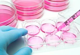 Aliquot of human-stem cells into the 6 well plate for cellular assay