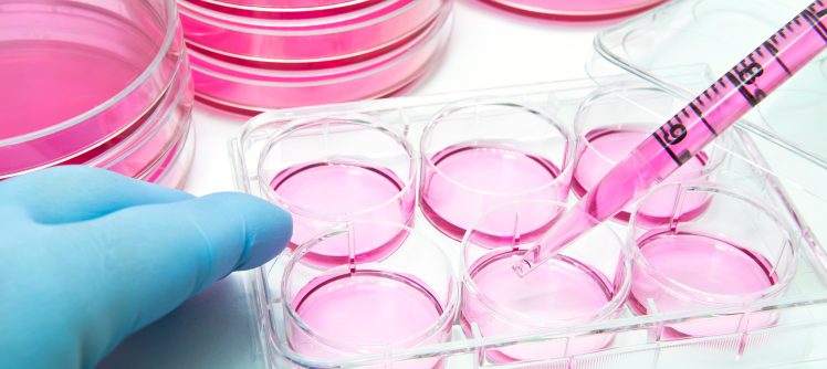 Aliquot of human-stem cells into the 6 well plate for cellular assay