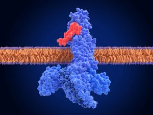 3D medical illustration of GLP-1 molecules