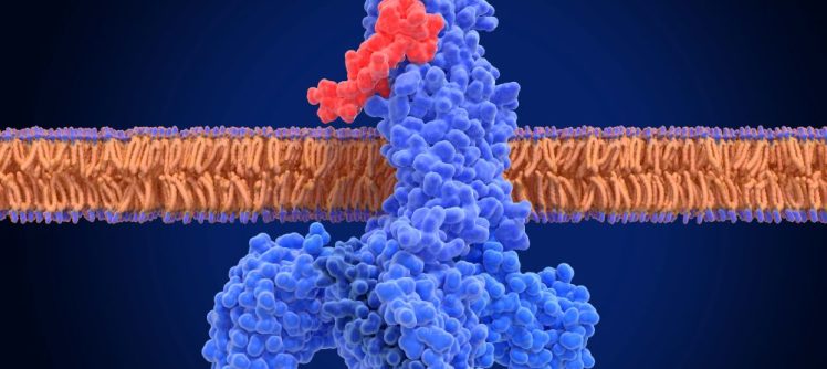 3D medical illustration of GLP-1 molecules