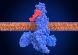 3D medical illustration of GLP-1 molecules