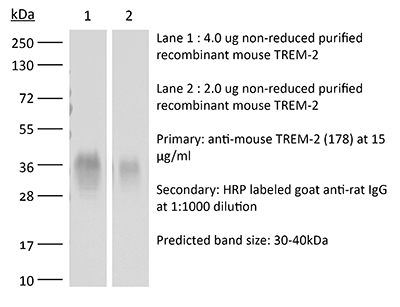 A western blot showing a single band for TREM2 protein detected using a monoclonal antibody.