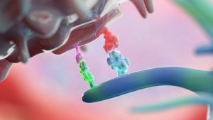 Immune Checkpoint Inhibitors