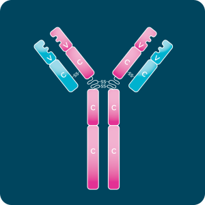 Functional Antibodies