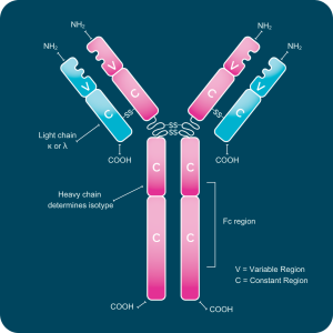 Antibody Structure-antibodies