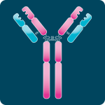 IgG-antibodies