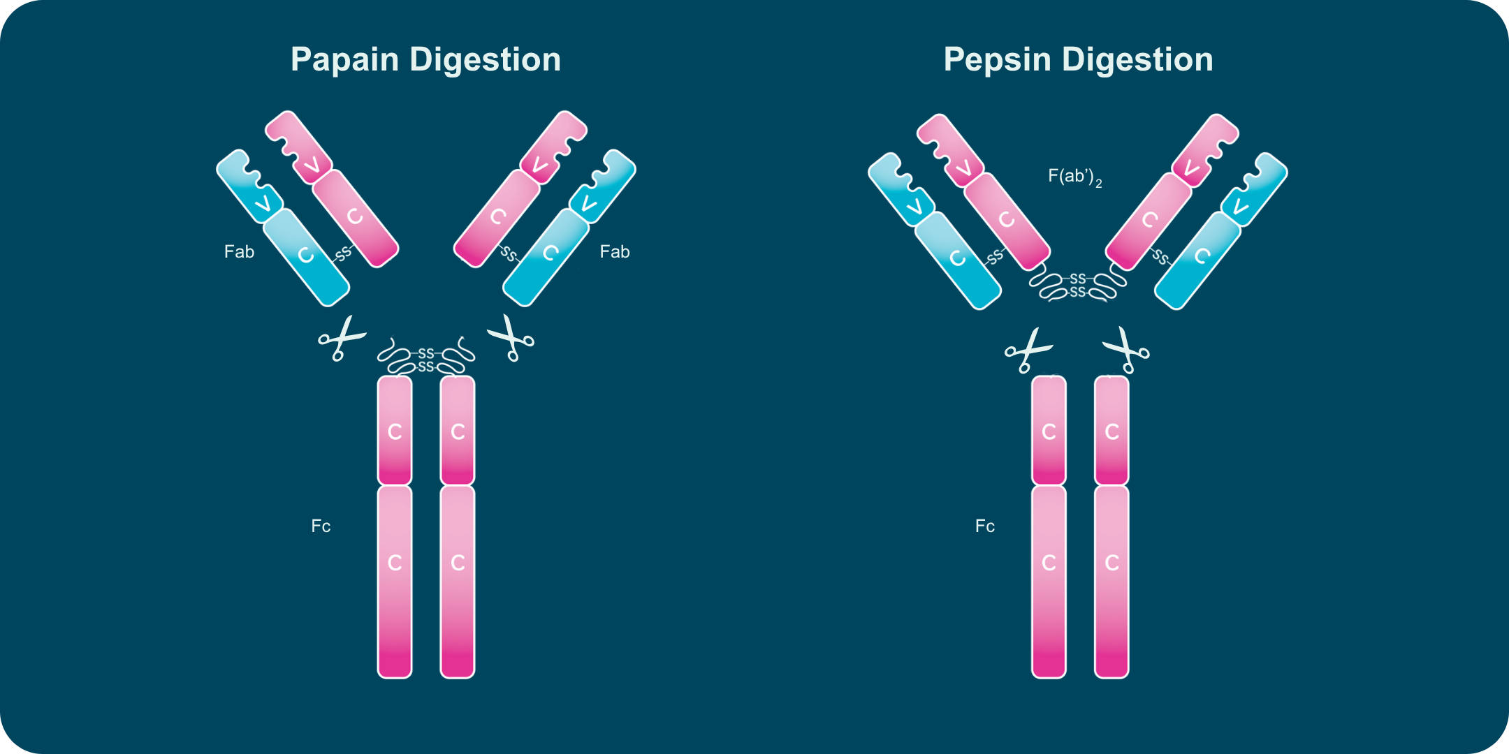 Papain digestion