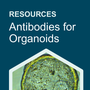 Antibodies for Organoids