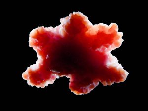 An illustration of an organoid on a black background.